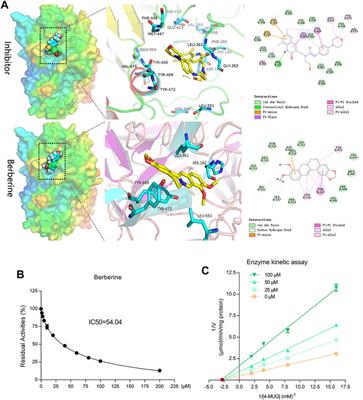 Berberine Improves Irinotecan-Induced Intestinal Mucositis Without Impairing the Anti-colorectal Cancer Efficacy of Irinotecan by Inhibiting Bacterial β-glucuronidase